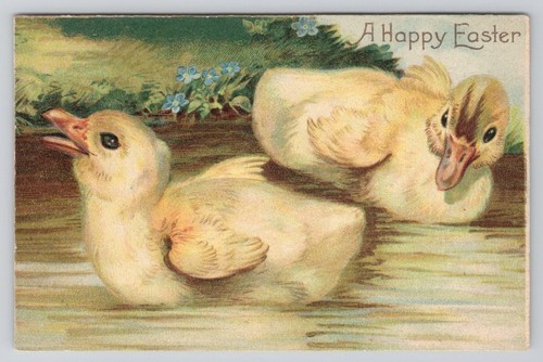 Ducklings swim near - swim, river